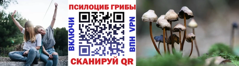 Псилоцибиновые грибы Psilocybine cubensis  Видное 